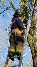 Cat Rescue From Tree